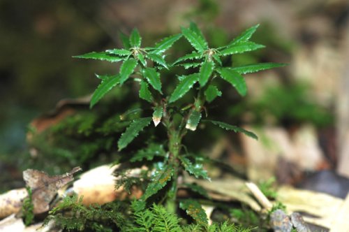 Huperzia crispata (Lycopodiaceae)
